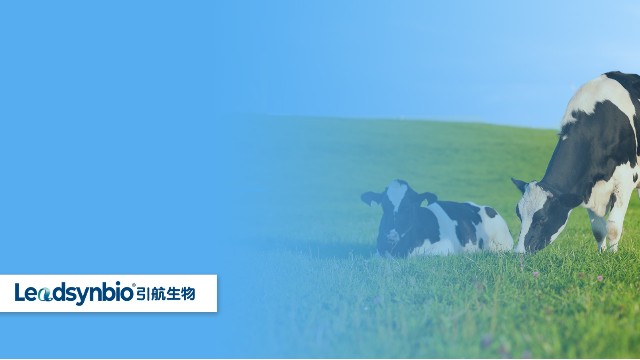 奶牛產后癱瘓怎么辦？研究發(fā)現(xiàn)25-羥基維生素D?對奶牛具有這些作用｜產品科普